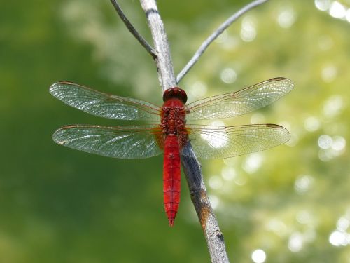 red dragonfly detail flashes