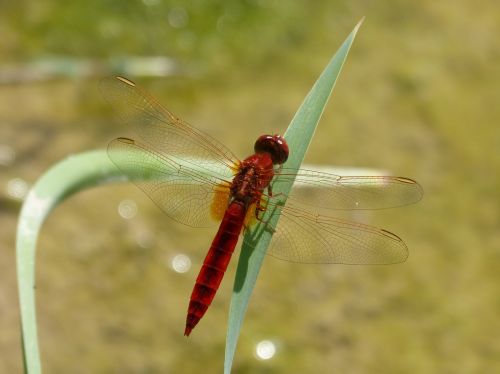 red dragonfly leaf wetland