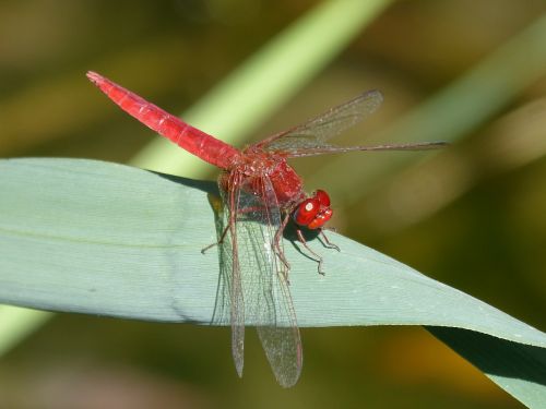 red dragonfly leaf wetland