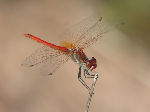 red dragonfly detail branch