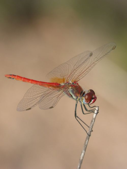 red dragonfly detail branch