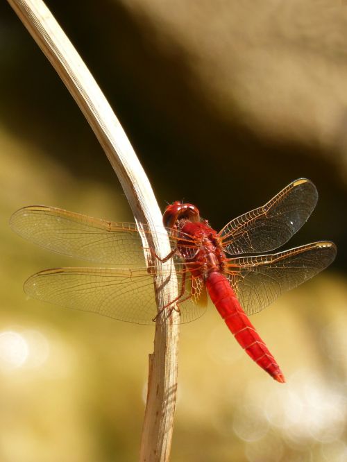 red dragonfly branch wetland
