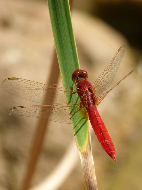 red dragonfly leaf wetland