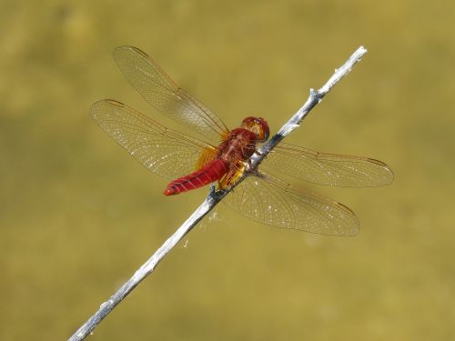 red dragonfly pond branch