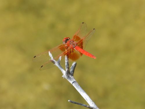 red dragonfly pond branch