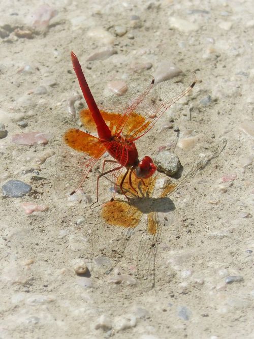 red dragonfly trithemis kirbyi pipe gilded