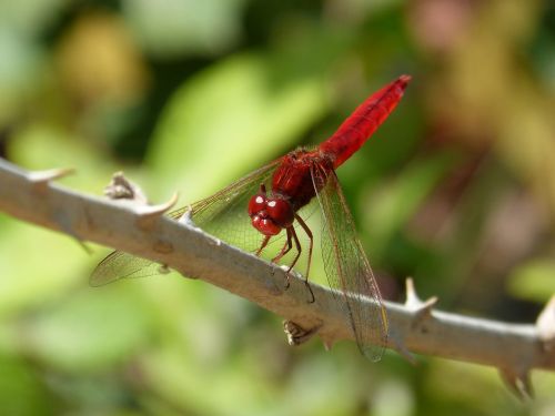 red dragonfly dragonfly hawthorn