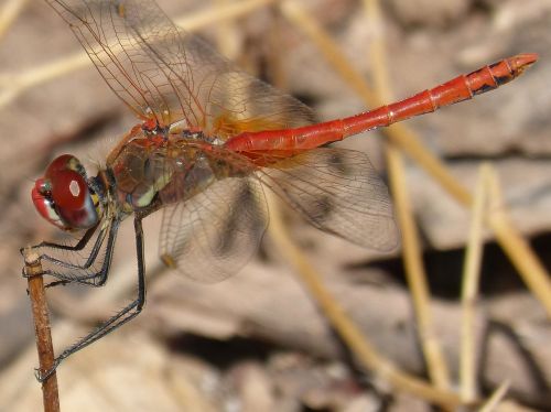 red dragonfly branch sympetrum sinaiticum