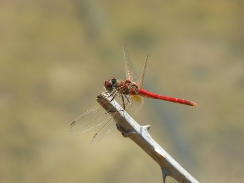 red dragonfly branch thorns