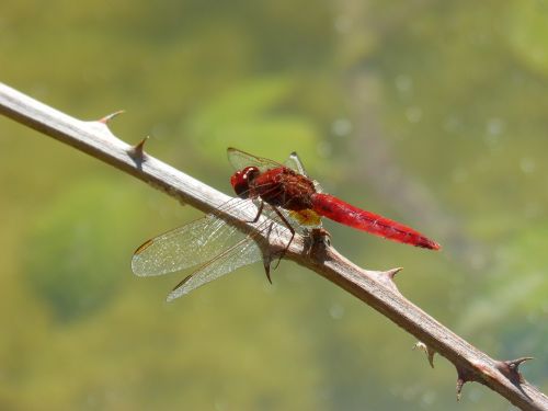 red dragonfly dragonfly branch