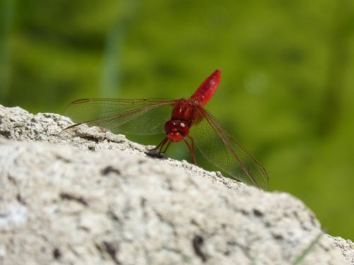 red dragonfly dragonfly erythraea crocothemis