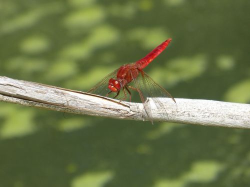 red dragonfly dragonfly american cane