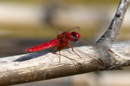 red dragonfly american cane dragonfly