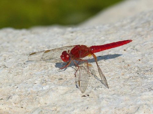 red dragonfly  detail  rock