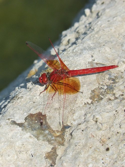 red dragonfly  detail  rock