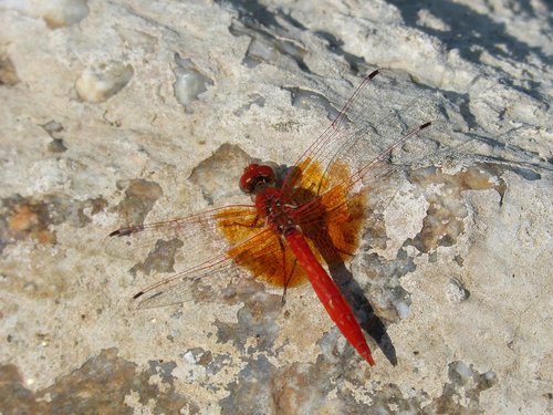 red dragonfly  detail  rock