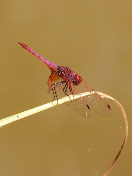 red dragonfly  pipe vinous  annulata trithemis