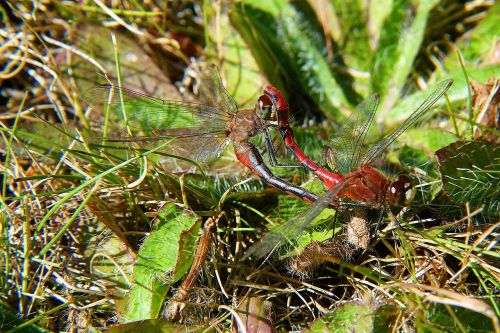 red dragonfly insect nature