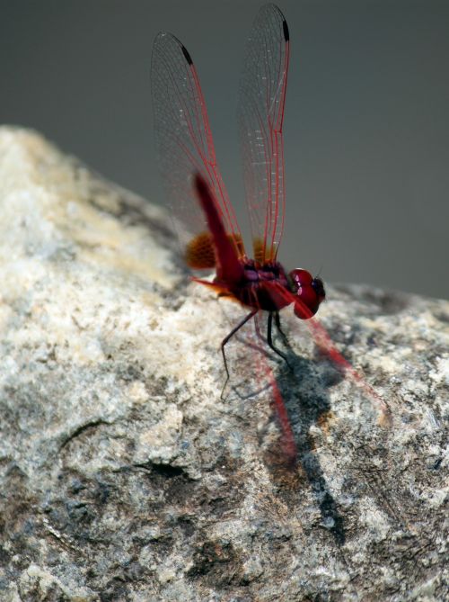 Red Dragonfly On Rock