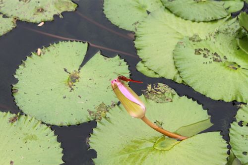 Red Dragonfly On The Lotus Bud