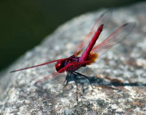 Red Dragonfly On The Rock