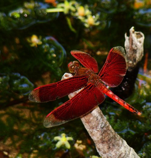 Red Dragonfly