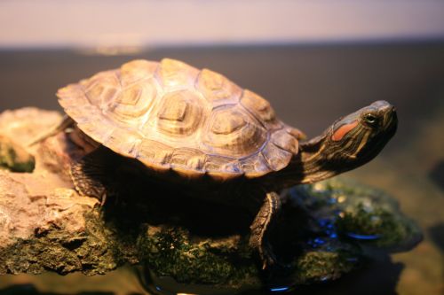 Red Eared Slider Fresh Water Turtle