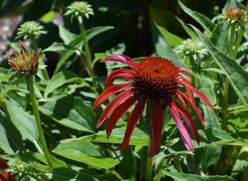 red echinacea echinacea cone flower