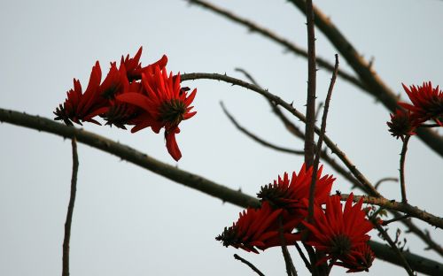 Red Erythrina Flowers