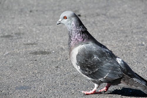 red eye  bird  pigeon