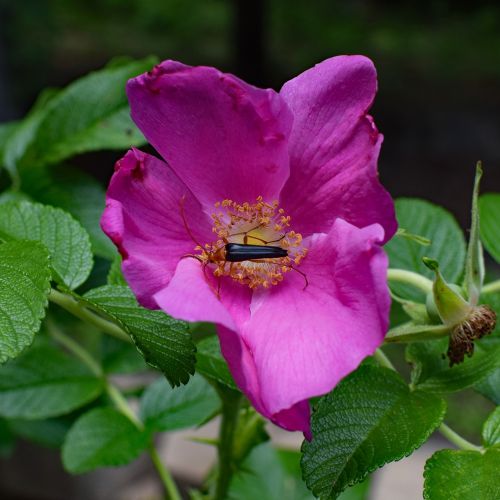 red fire beetle and spider in rose neopyrochroa flabellata insect