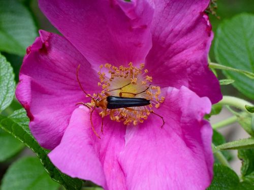 red fire beetle and spider in rose close-up neopyrochroa flabellata