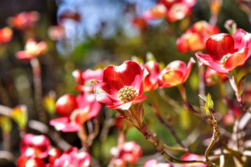 Red Floral Background