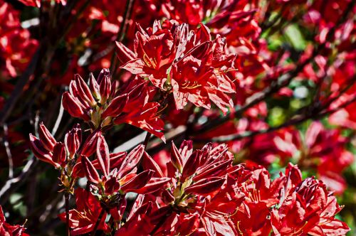 Red Floral Background