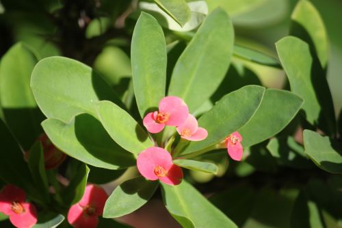 Red Flow In Blossom