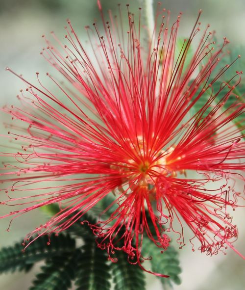 red flower vibrant bloom