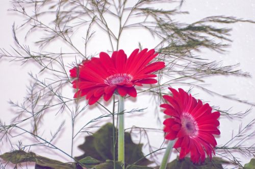 Red Flower