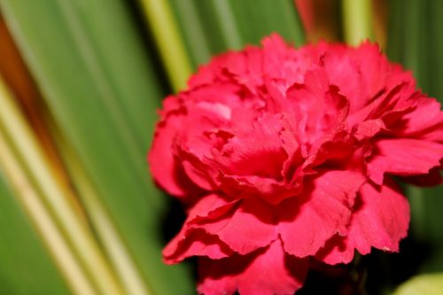 Red Flower