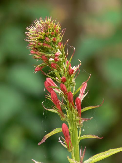 Red Flower