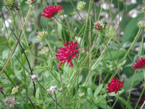 Red Flower