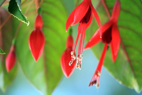 Red Flower