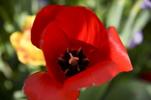 Red Flower