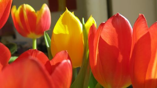 red flower tulip color