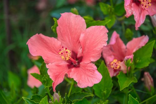hibiscus flower red flower photographic background