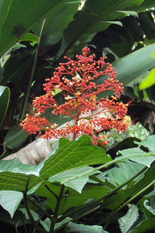 red flower wild flower green