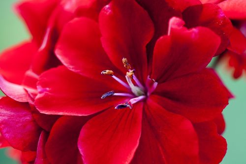 red flower sticks summer