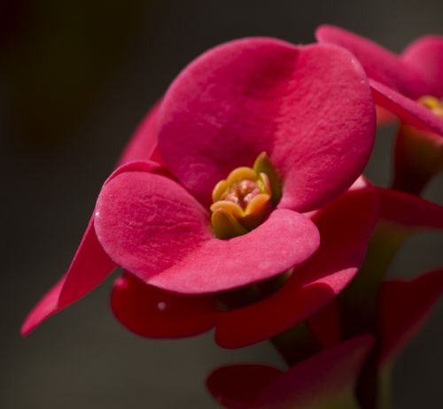 red flower nysselig thorn