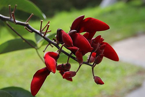 red flower flower nature