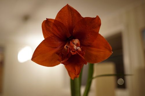 red flower flower focus