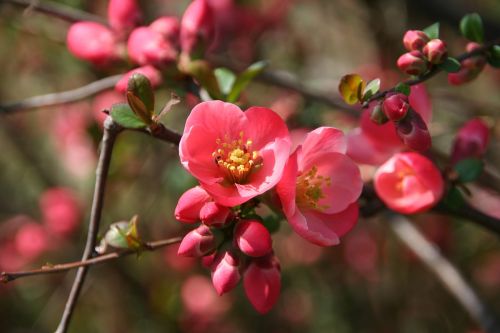 red flower nature spring